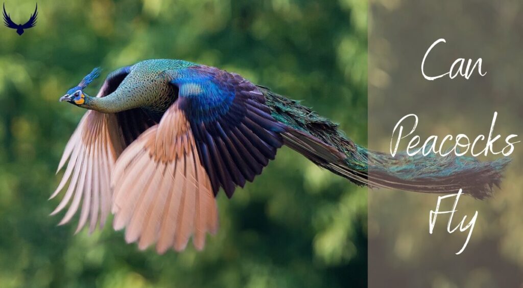 Can Peacocks Fly? Explore How high & far do Peacock fly 2024