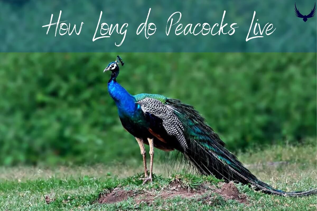 How long do peacocks live