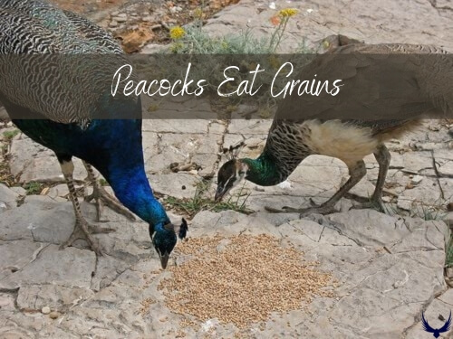 What Do Peacocks Eat and Drink 2024 (Peacock Food List)