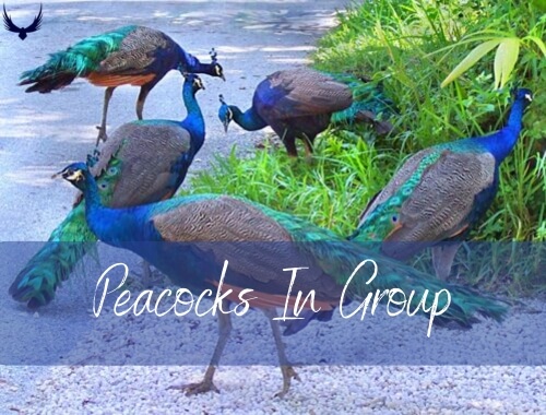 How Long do Peacocks live