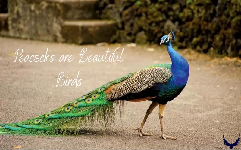 how much is a peacock
how much does a peacock cost
how much do peacocks cost
peacock bird price
how much are peacocks