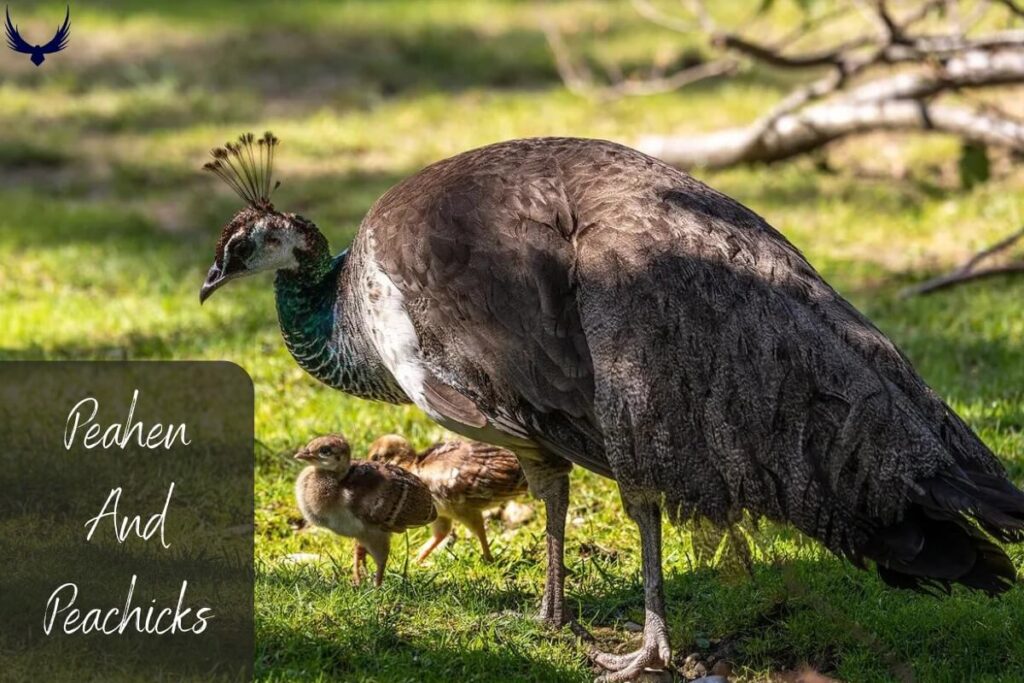 How long do peacocks live