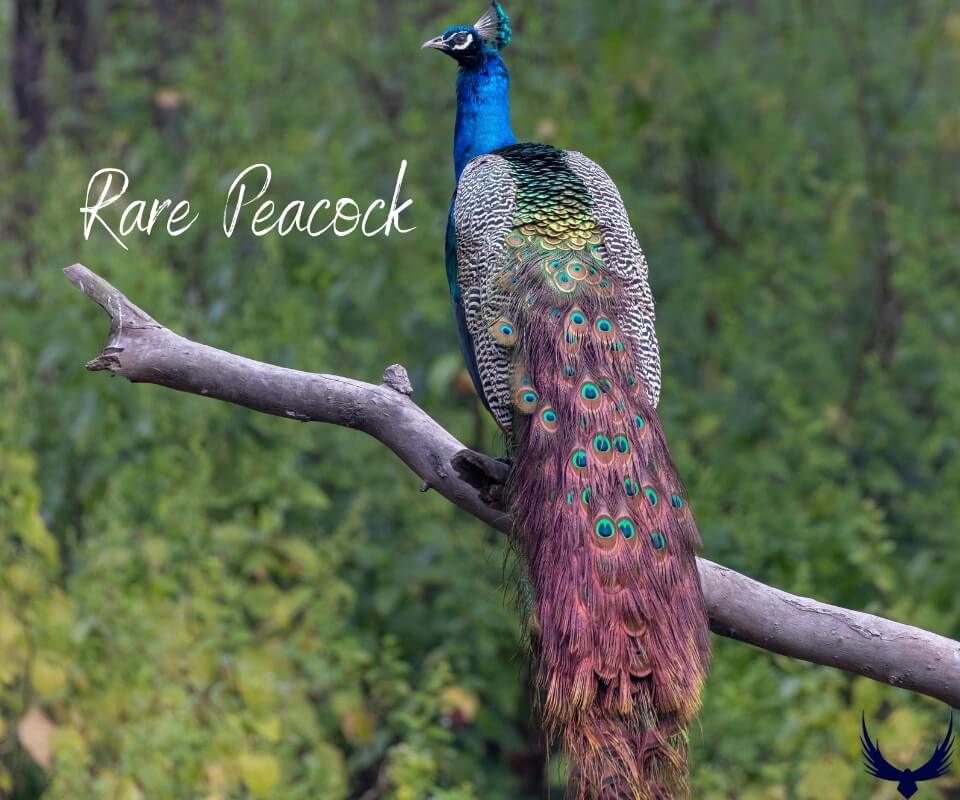 how much is a peacock
how much does a peacock cost
how much do peacocks cost
peacock bird price
how much are peacocks