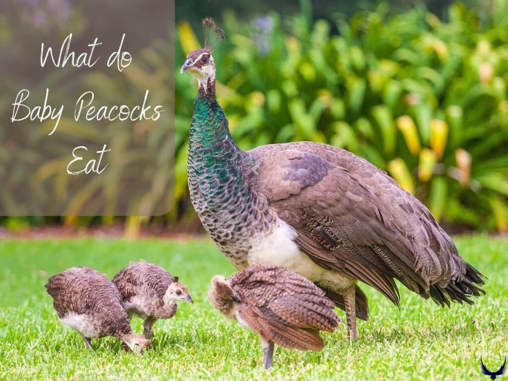 What Do Peacocks Eat and Drink 2024 (Peacock Food List)