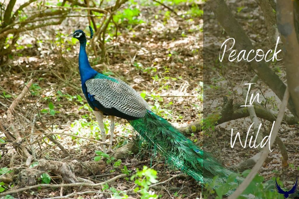 how long do peacocks live