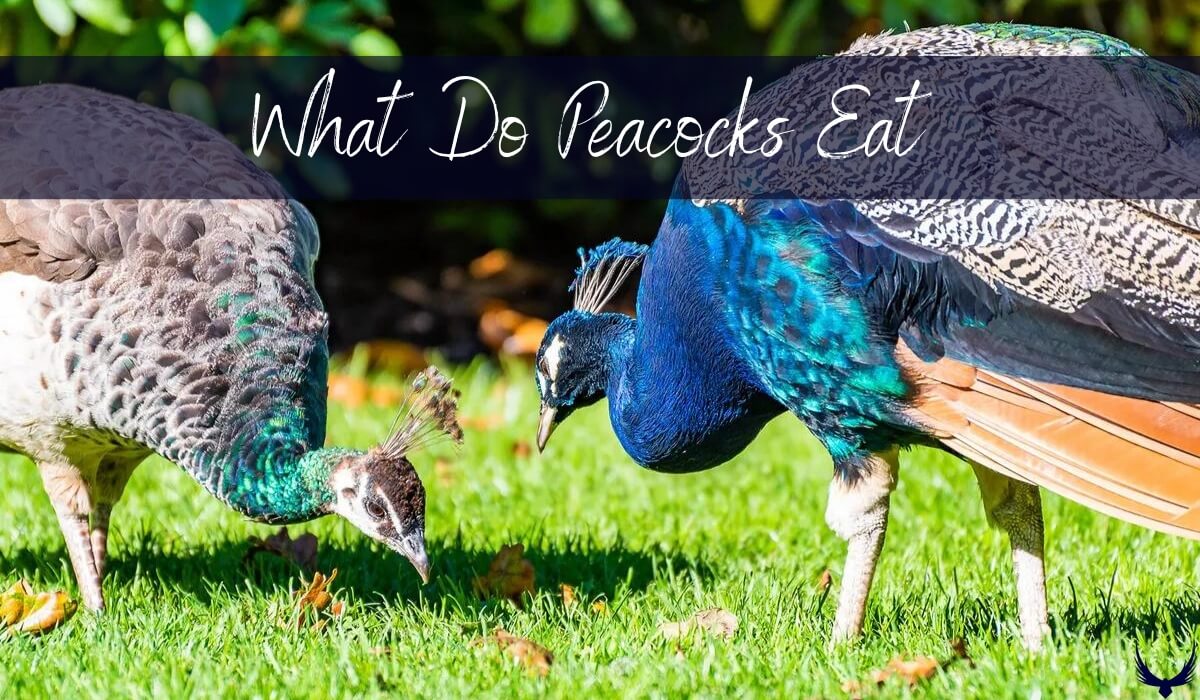 What Do Peacocks Eat and Drink 2024 (Peacock Food List)