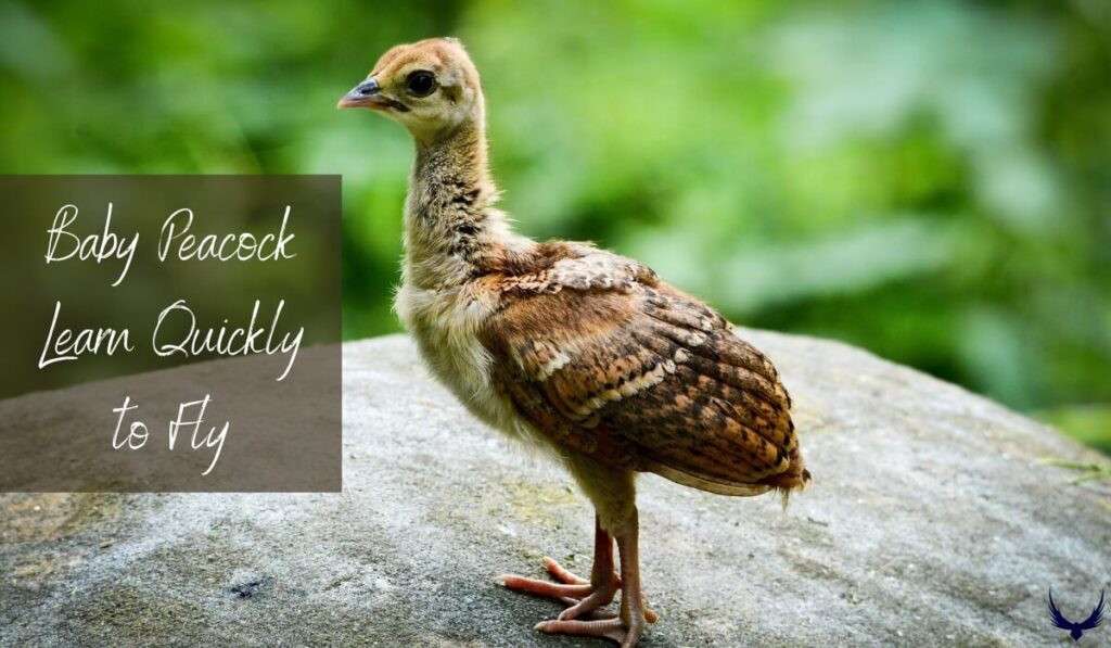 Baby peacocks