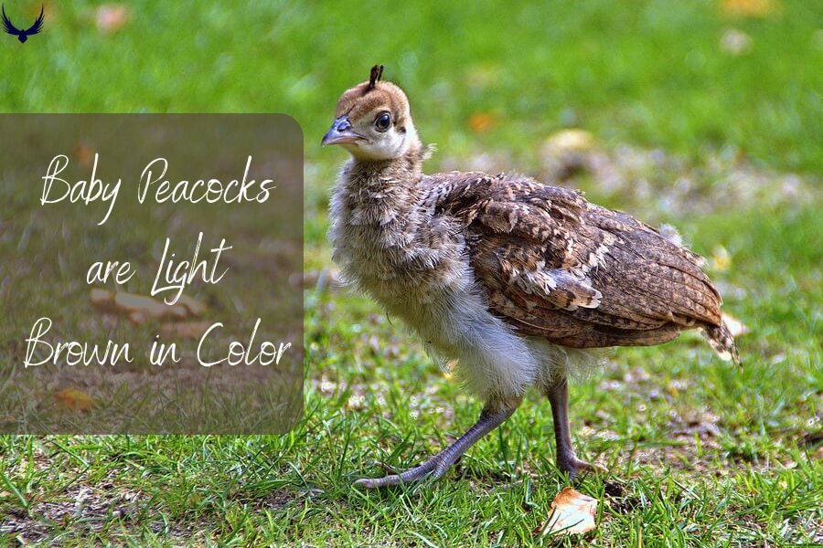 beautiful Baby Peacocks are Light Brown in Color