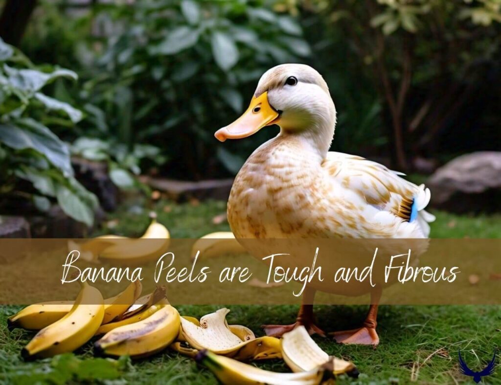 Can Ducks Eat Bananas can duck have bananas 
