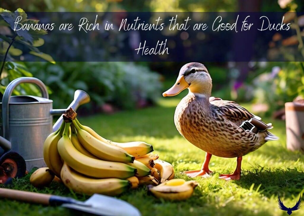 Can Ducks Eat Bananas can duck have bananas 
do ducks eat bananas