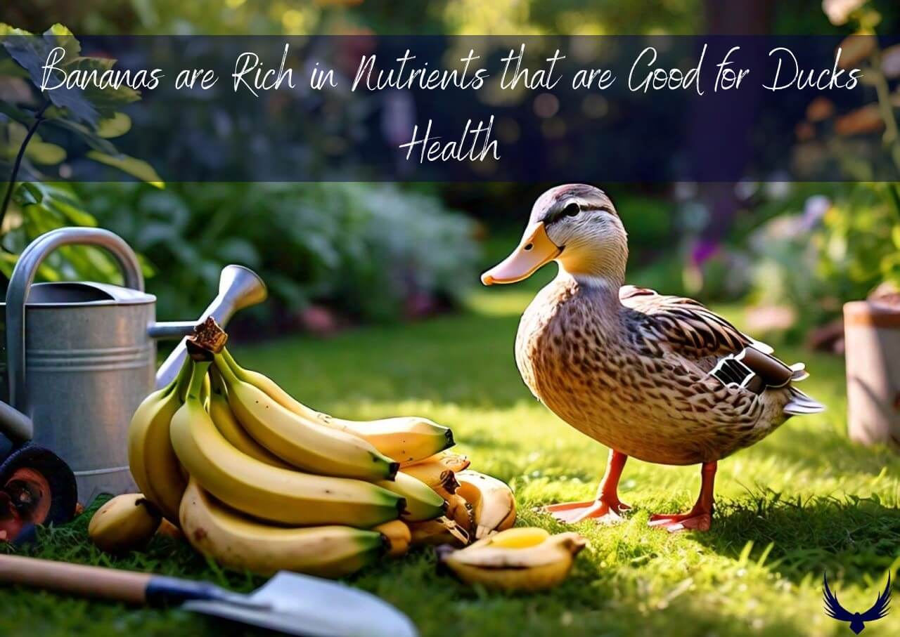 Can Ducks Eat Bananas? All Nutritional Benefits & Risks 2026