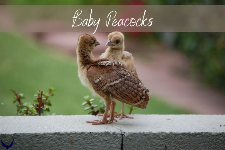 Baby Peacocks: Discover Peachick Life Cycle, Diet, & Cost