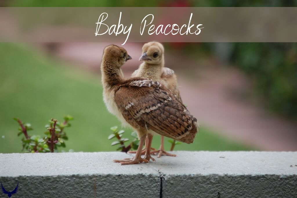 Beautiful Baby Peacocks