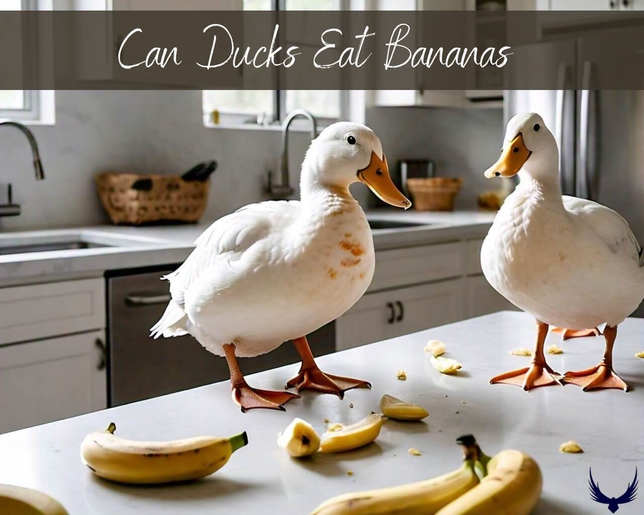 Can Ducks Eat Bananas can duck have bananas do ducks eat bananas