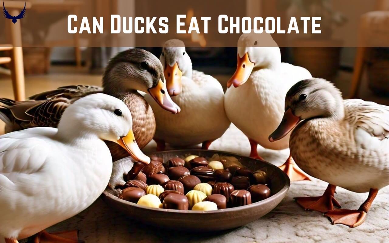 Can Ducks Eat Chocolate do ducks eat chocolate can ducks have chocolate Can Ducks Eat Chocolate Chip Cookies Can Ducks Eat Chocolate Cake Is Chocolate Bad for Ducks