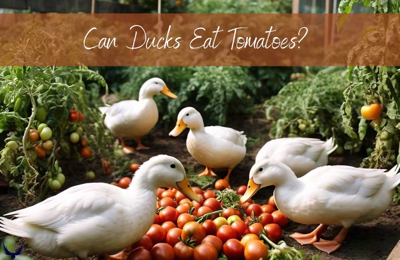 Can Ducks Eat Tomatoes