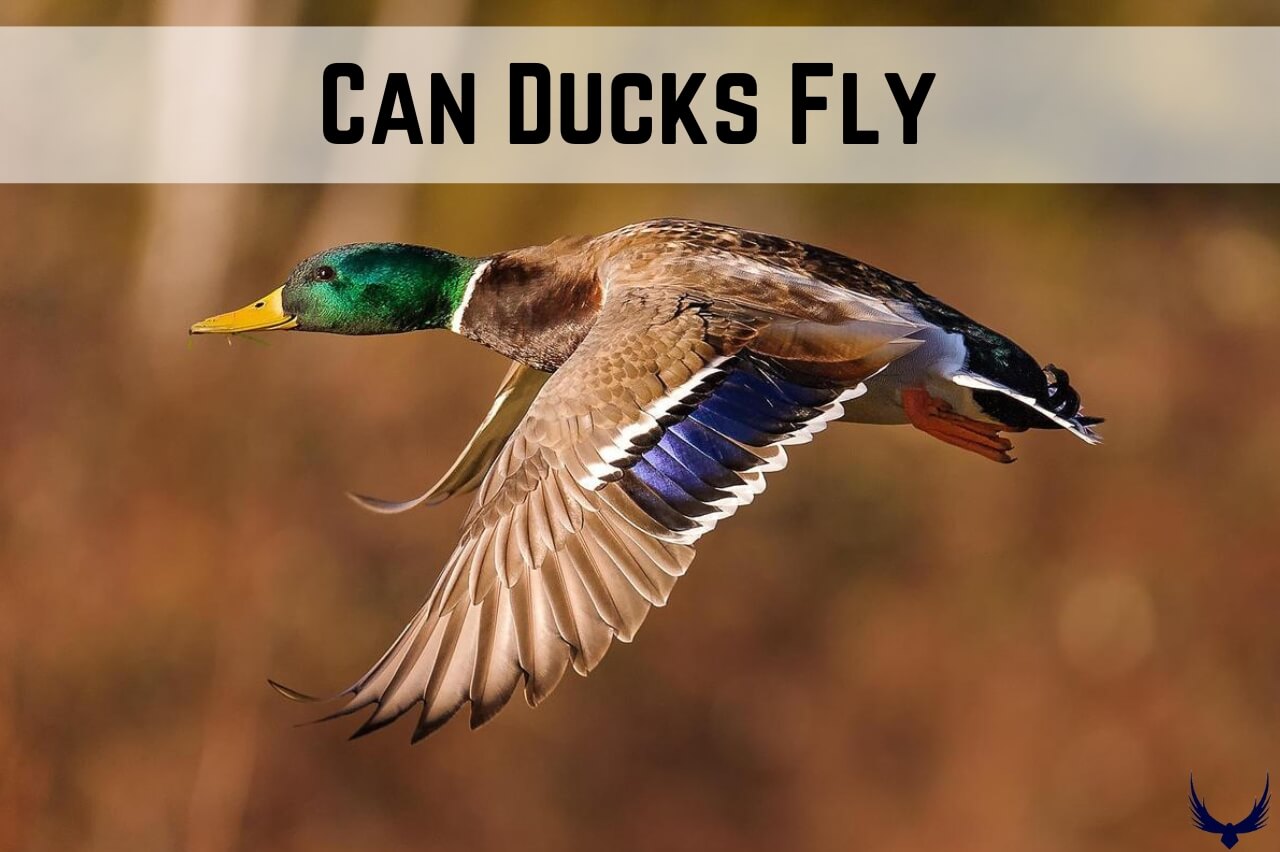 Can Ducks Fly how high can ducks fly how far can ducks fly