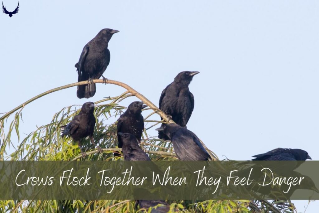 group of crow is called
what is a flock of crows called
what do you call a group of crows?
what is a group of crows called
what is the group of crows called