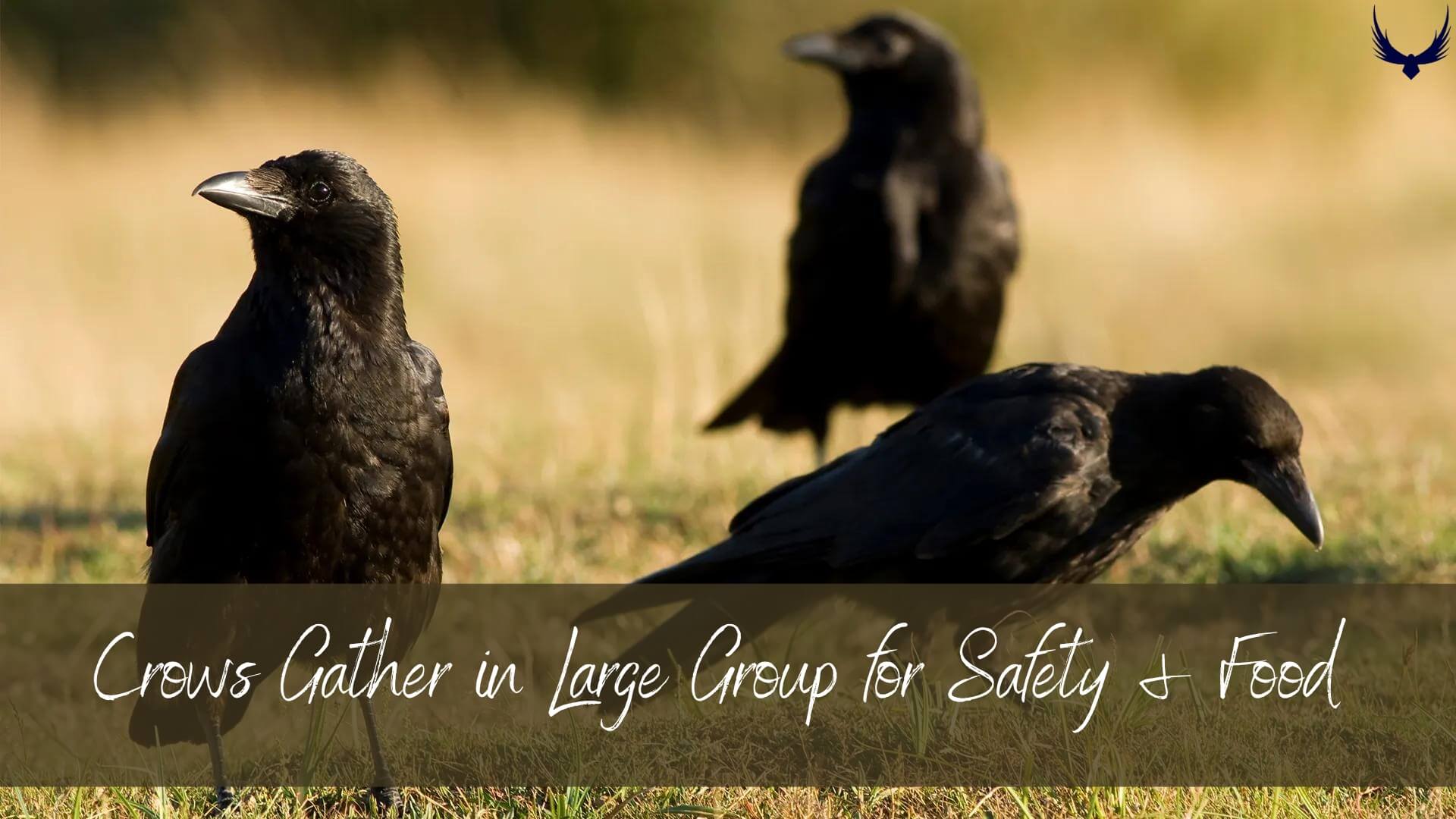 What is a Group of Crows Called? Answering Your Curiosity!