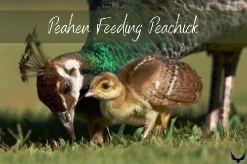 Female Peacock feeding baby Peachick