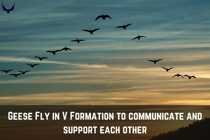 Why do Geese Fly in a V Formation geese flying geese flying formation why do birds fly in formation can goose fly geese v formation