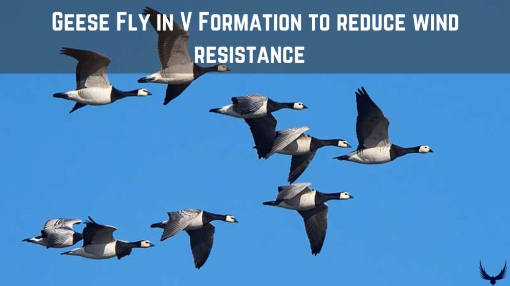 Why do Geese Fly in a V Formation geese flying geese flying formation why do birds fly in formation can goose fly geese v formation