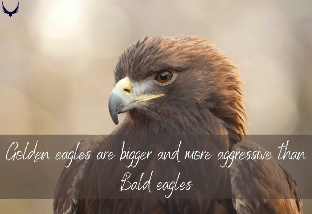 biggest eagle golden eagle largest eagle 