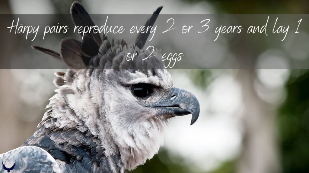 strongest eagle harpy eagle biggest eagles in the world