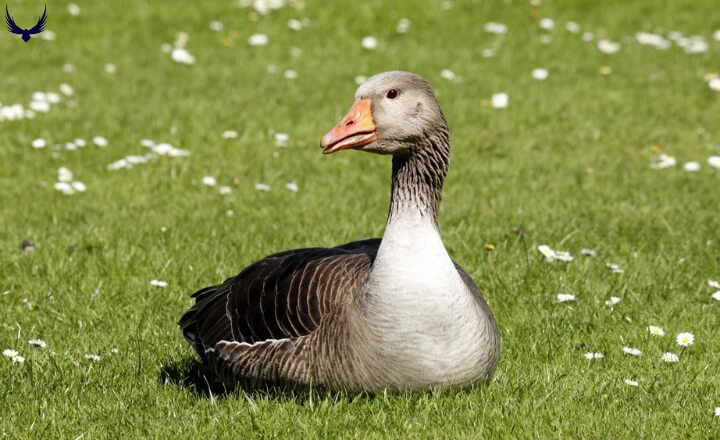 Goose Vs Geese 
Geese vs Goose

