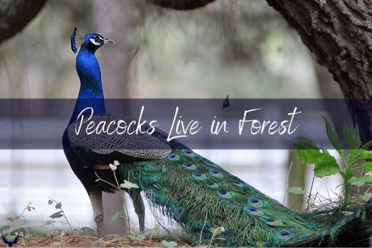 Where do Peacocks Live & Where are Peacocks Native to? 2024