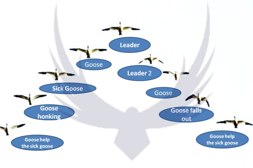 Why do Geese Fly in a V Formation geese flying geese flying formation why do birds fly in formation can goose fly geese v formation