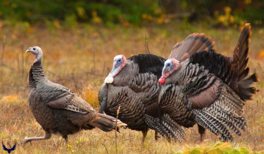 what do you call a group of turkeys what is a group of turkeys called whats a group of turkeys called what's a group of turkeys called a group of turkeys is called