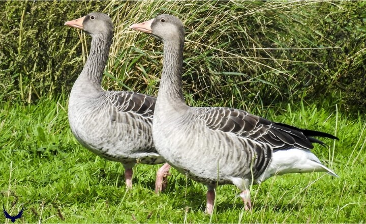 Goose Vs Geese 
Geese vs Goose
