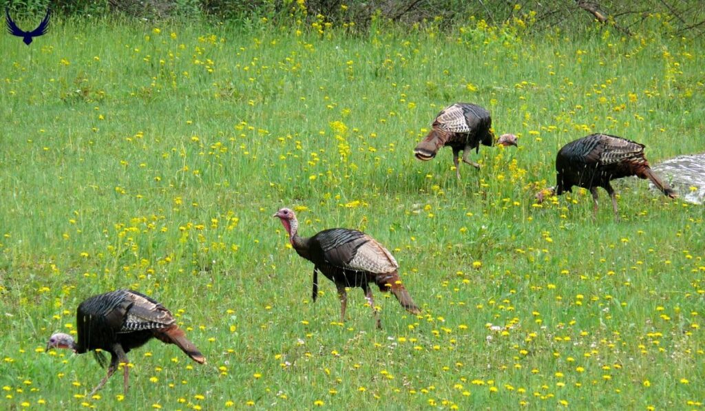 what do you call a group of turkeys what is a group of turkeys called whats a group of turkeys called what's a group of turkeys called a group of turkeys is called