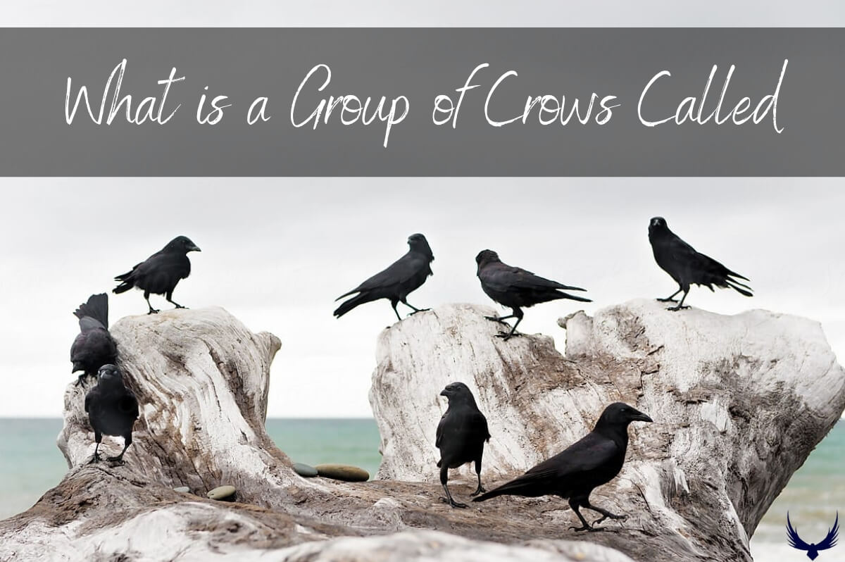 What is a Group of Crows Called what is a flock of crows called what do you call a group of crows? what is a group of crows called what is the group of crows called