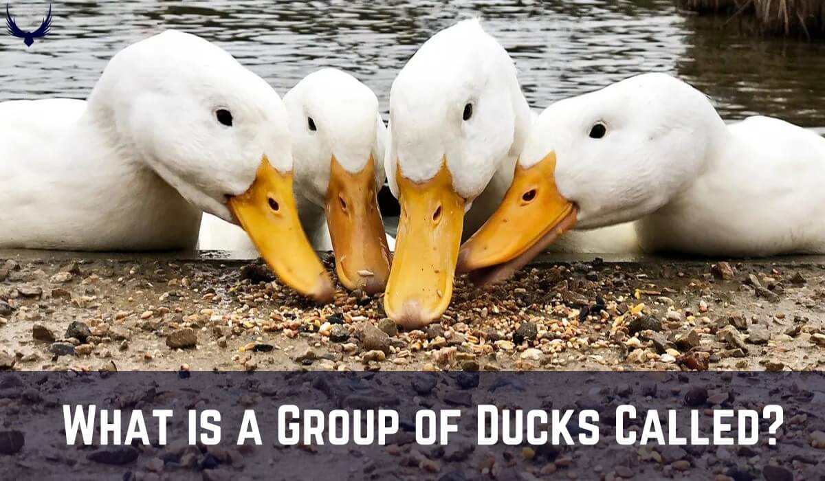 What is a Group of Ducks Called what is a flock of ducks called