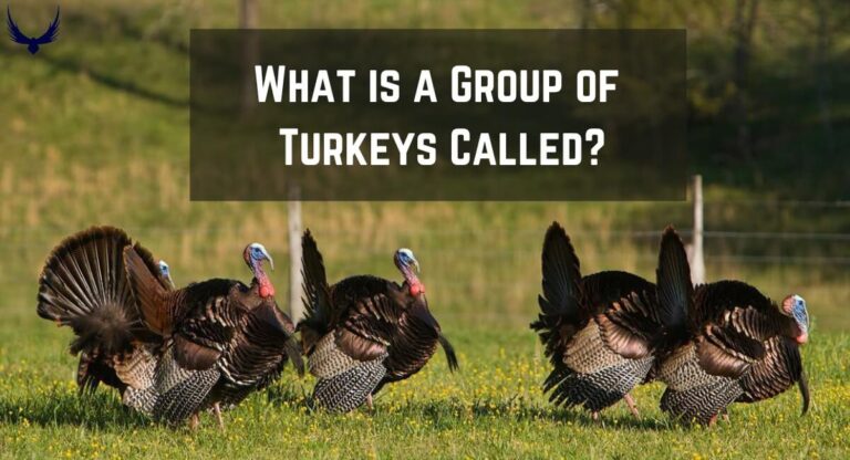 What is a Group of Turkeys Called? A Gaggles or Rafter? 2024