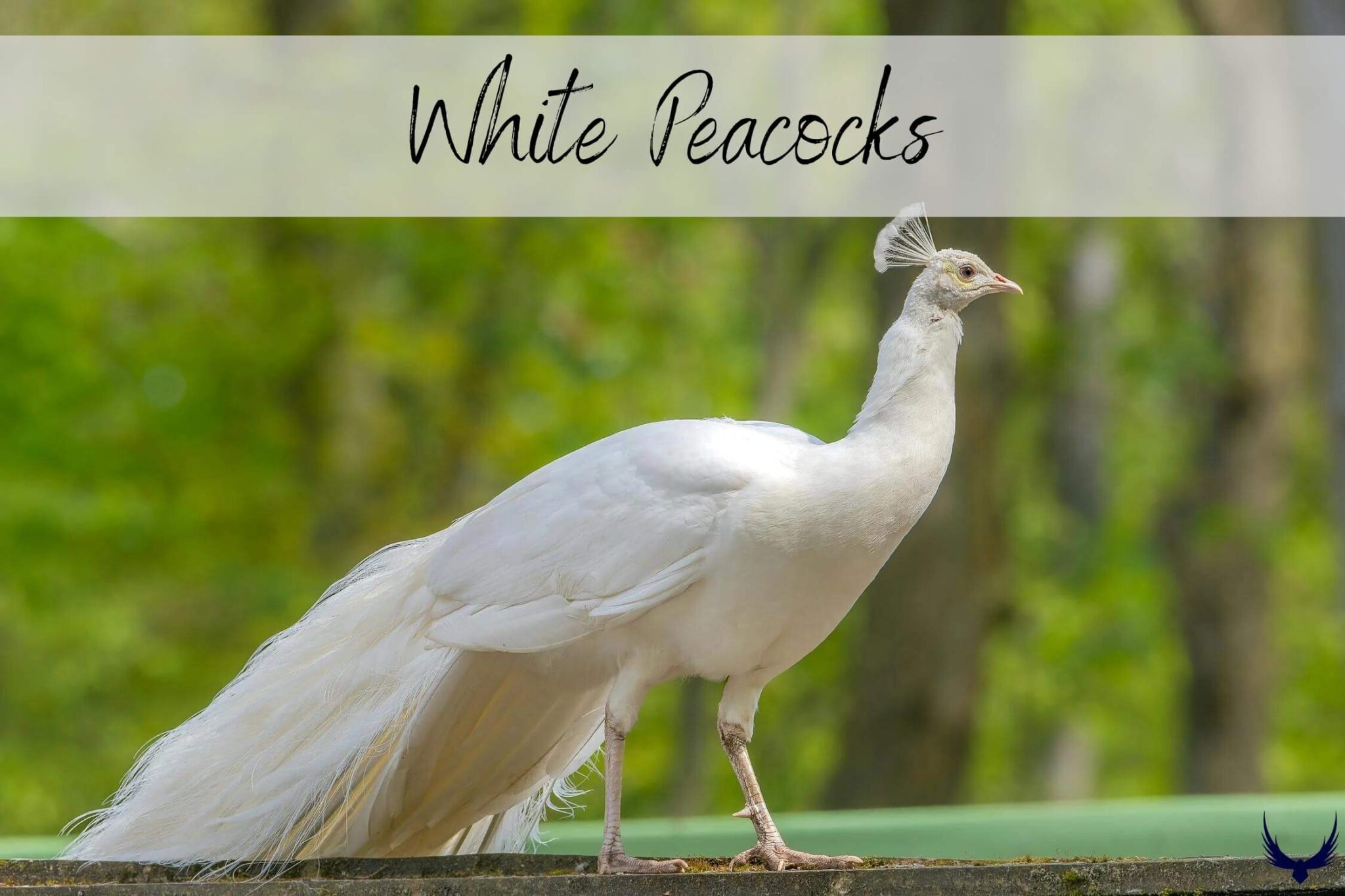 White Peacocks Facts, Life Span, Symbolism, & Cost (2024)