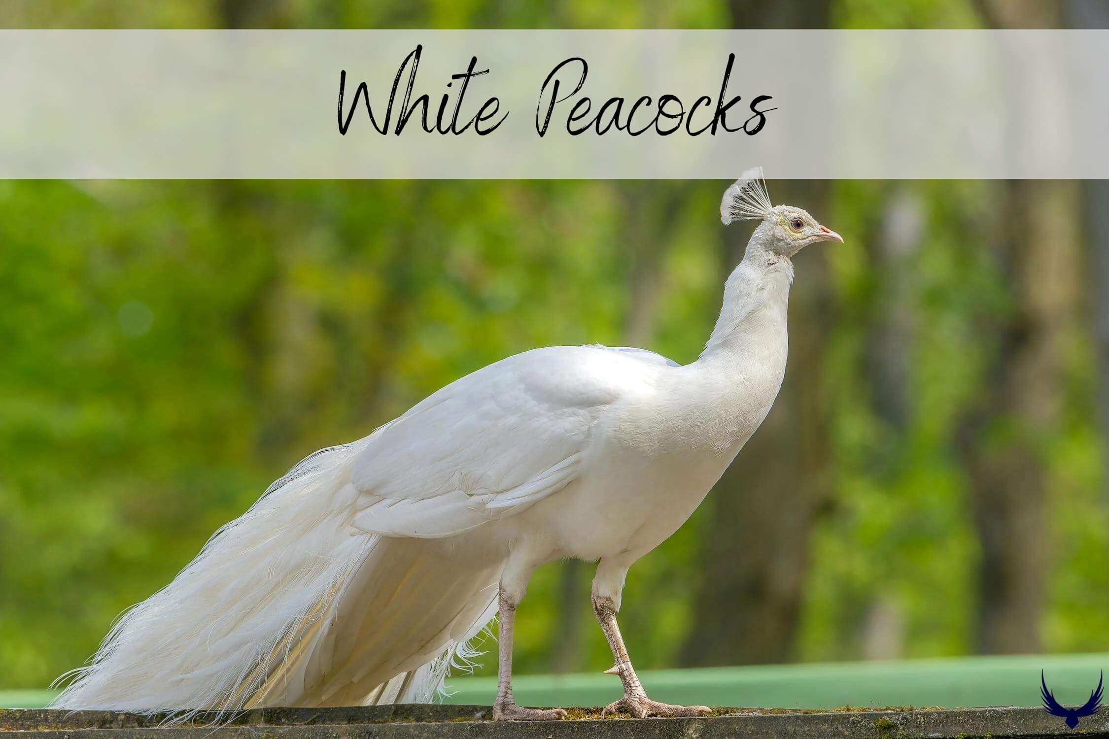 White Peacocks