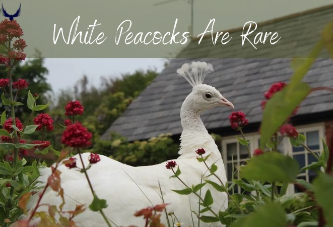 Albino Peacocks