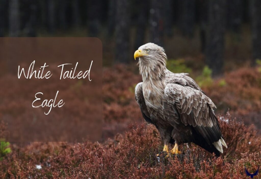 biggest eagle white-tailed eagle largest eagle in the world