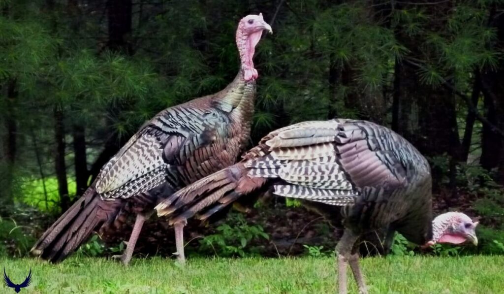 what do you call a group of turkeys what is a group of turkeys called whats a group of turkeys called what's a group of turkeys called a group of turkeys is called