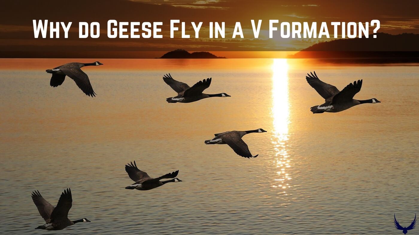 Why do Geese Fly in a V Formation geese flying geese flying formation why do birds fly in formation can goose fly geese v formation