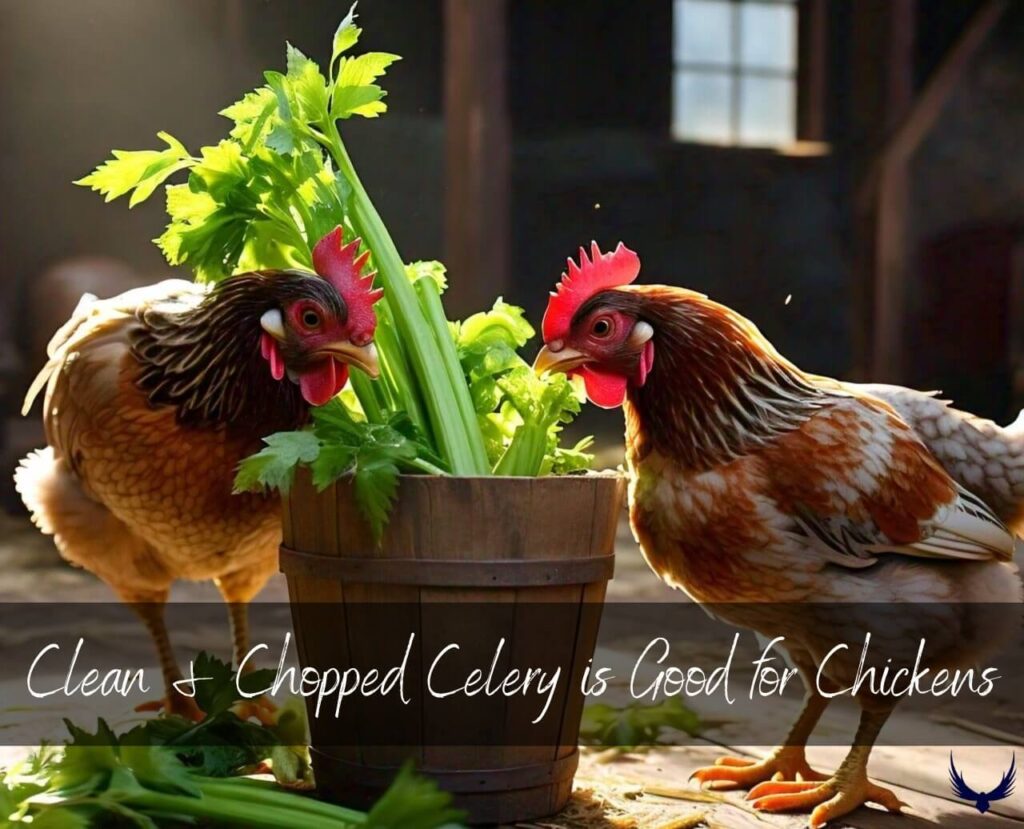 Can Chickens Eat Celery can chickens have celery do chickens eat celery