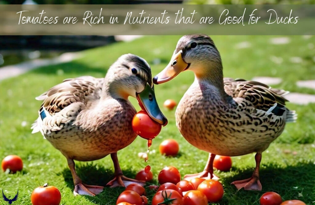 Can Ducks Eat Tomatoes
do ducks eats tomatoes