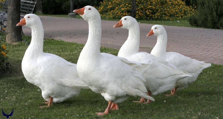 Goose Vs Geese 
Geese vs Goose
What is a Group of Geese Called
How Long do Geese Live
