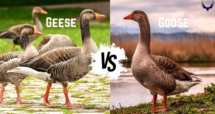 Goose Vs Geese  Geese vs Goose What is a Group of Geese Called How Long do Geese Live What do Geese Eat Why do Geese Fly in a V Formation