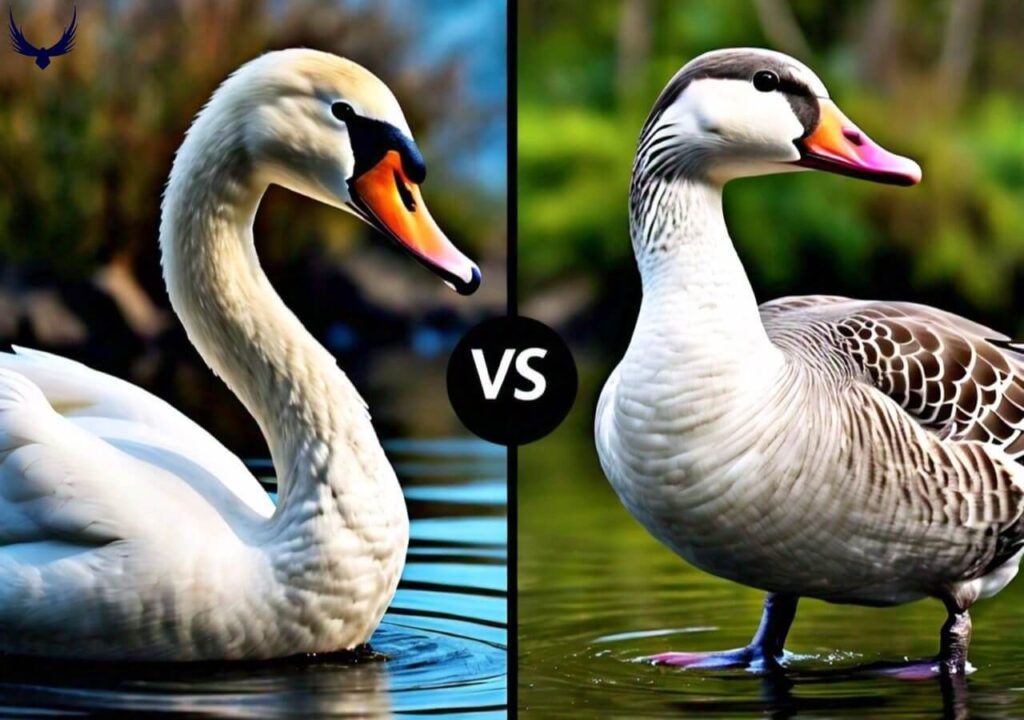 swan vs goose
white goose vs swan
goose vs swan
geese vs swan
swans vs geese
