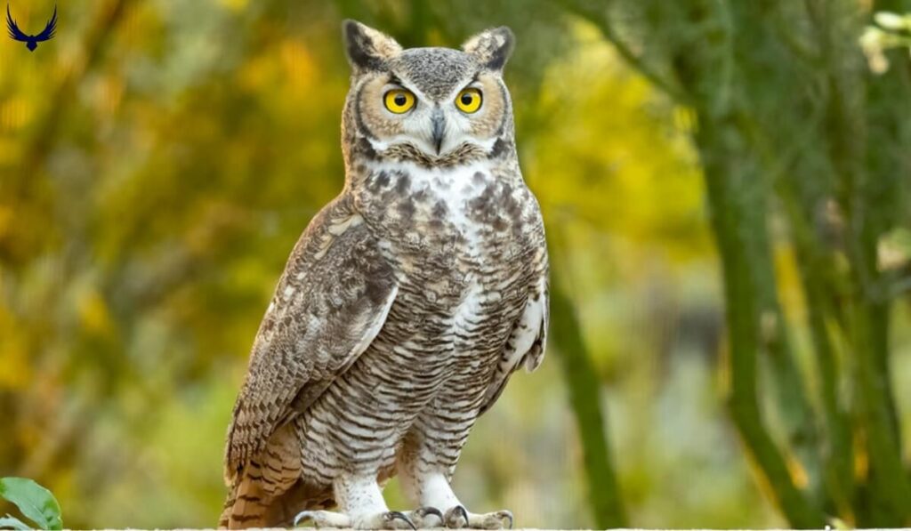 michigan birds
birds of michigan
michigan birds of prey
small michigan birds
common michigan birds
birds in michigan