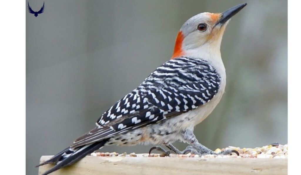 michigan birds
birds of michigan
michigan birds of prey
small michigan birds
common michigan birds
birds in michigan